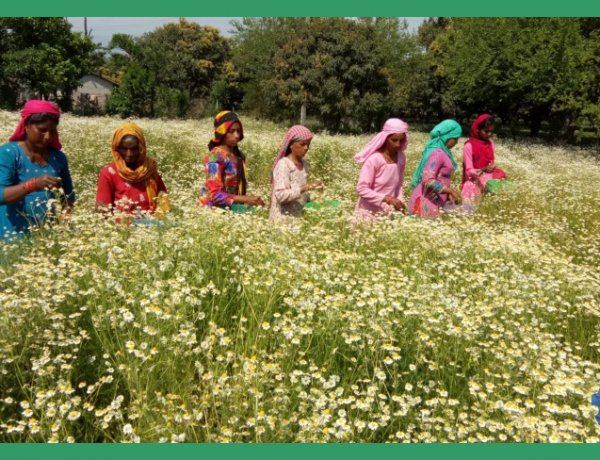 उत्तराखंड 'महक क्रांति नीति': सुगंधित फसलों की खेती के लिए किसानों को 80 फीसदी तक अनुदान