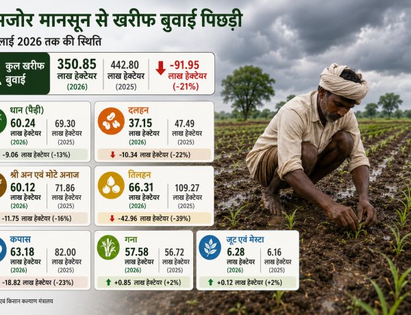 कमजोर मानसून से खरीफ बुवाई 21% पिछड़ी, धान का रकबा 13% कम, तिलहन बुवाई में बड़ी गिरावट