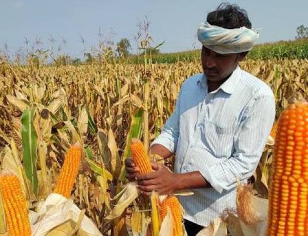 मक्का किसानों को कटाई के समय एमएसपी से कम भाव मिलने की आशंका, TNAU ने जारी किया अनुमान