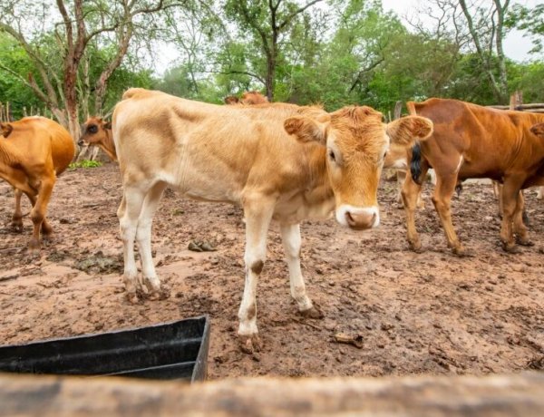 यमुना बाढ़ क्षेत्र में अवैध डेयरियों पर NGT सख्त, एमसीडी और डीपीसीसी से मांगी नई अनुपालन रिपोर्ट