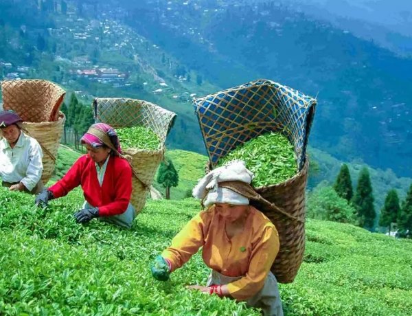 नगालैंड विश्वविद्यालय के अध्ययन में खुलासा: चाय बागान की मिट्टी और उत्पादन पर हो रहा जलवायु परिवर्तन का असर