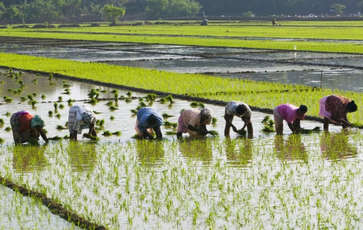 मध्य प्रदेश में धान की फसल पर भी मिलेगा भावांतर योजना का लाभ