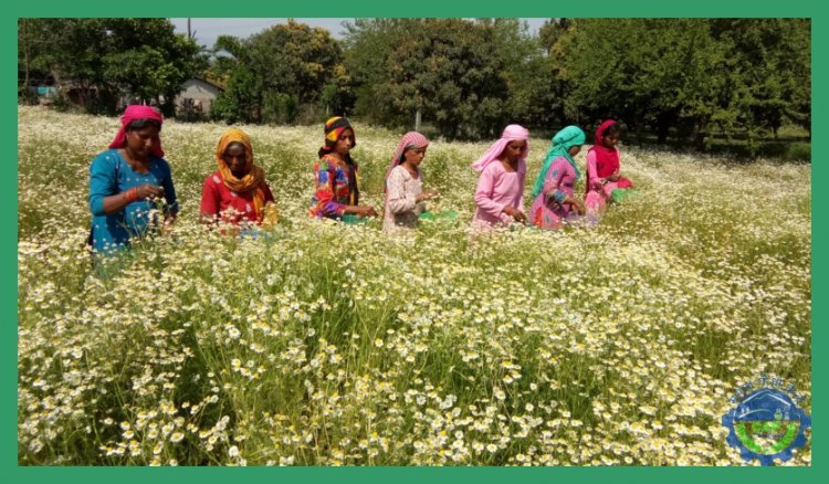 उत्तराखंड 'महक क्रांति नीति': सुगंधित फसलों की खेती के लिए किसानों को 80 फीसदी तक अनुदान