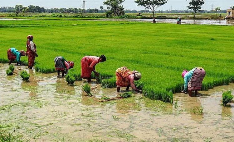 जुलाई के दूसरे हफ्ते राज्यवार बारिश 99 प्रतिशत तक कम, लेकिन अगले 5 दिन अधिकतर राज्यों में वर्षा का अनुमान