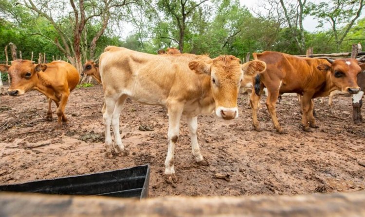 यमुना बाढ़ क्षेत्र में अवैध डेयरियों पर NGT सख्त, एमसीडी और डीपीसीसी से मांगी नई अनुपालन रिपोर्ट