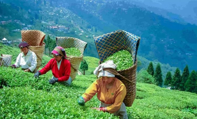 नगालैंड विश्वविद्यालय के अध्ययन में खुलासा: चाय बागान की मिट्टी और उत्पादन पर हो रहा जलवायु परिवर्तन का असर