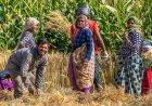 मानसून और खाद्य कीमतों के जोखिम के बीच ग्रामीण क्षेत्र की मांग मजबूत, FY27 में तेज गिरावट की आशंका कम: UBS