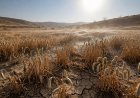 सूखा और वैश्विक तापमान 3°C बढ़ा तो गेहूं की कीमतें तीन गुना होने का खतराः रिपोर्ट