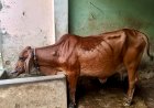 उत्तर प्रदेश में लंपी स्किन डिजीज का प्रकोप, पशुपालकों पर दोहरी मार; विभाग ने जारी की एडवाइजरी
