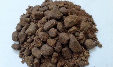 मई में भारत का ऑयलमील निर्यात 19% बढ़ा, सोयाबीन मील के दाम सालभर में करीब 60% चढ़े