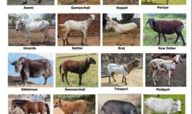 ICAR ने 16 नई देसी पशुधन और कुत्तों की नस्ल को दी मान्यता, पंजीकृत नस्लों की संख्या 262 हुई