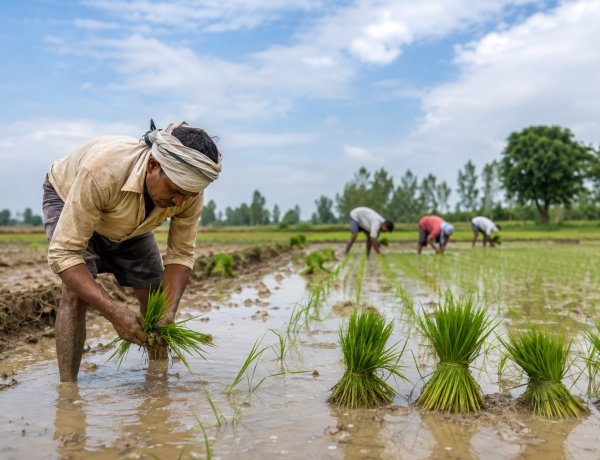 खरीफ बुवाई में कमी घटकर 1.50 फीसदी रही, दलहन में बढ़त लेकिन धान का रकबा घटा