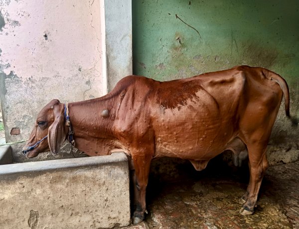 उत्तर प्रदेश में लंपी स्किन डिजीज का प्रकोप, पशुपालकों पर दोहरी मार; विभाग ने जारी की एडवाइजरी