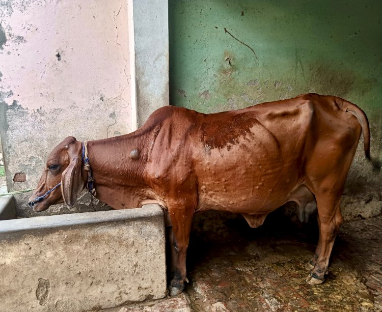 उत्तर प्रदेश में लंपी स्किन डिजीज का प्रकोप, पशुपालकों पर दोहरी मार; विभाग ने जारी की एडवाइजरी