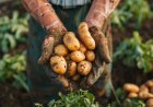 आलू की कॉन्ट्रैक्ट फार्मिंग बढ़ाने के लिए Farm Peace ने बीएसई एसएमई पर लॉन्च किया आईपीओ, 32 करोड़ रुपये जुटाने का इरादा