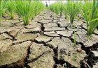 मानसून की 15 प्रतिशत कमी से देश का 50 प्रतिशत से अधिक क्षेत्र सूखे की चपेट में, खरीफ फसलों के लिए बढ़ा संकट