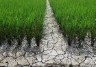 मानसून की कमी गहराने के साथ दक्षिणी राज्यों में तेज हुई सूखा राहत की मांग