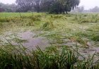 उत्तर प्रदेश में भारी बारिश से खरीफ फसलों पर मार, एक दिन में सामान्य से 25 गुना अधिक बारिश, कई जिलों में बाढ़ के हालात