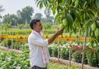 हरियाणा में बागवानी पर किसानों को 1.40 लाख रुपये प्रति एकड़ तक अनुदान, आवेदन के लिए ये शर्तें जरूरी