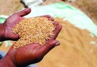गेहूं का MSP एक फीसदी से भी कम बढ़ा, केंद्र सरकार ने घोषित किए रबी फसलों के दाम