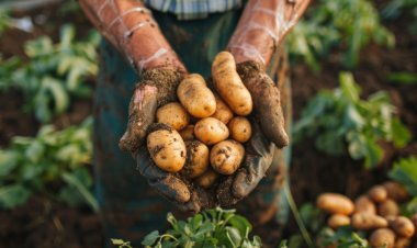 आलू की कॉन्ट्रैक्ट फार्मिंग बढ़ाने के लिए Farm Peace ने बीएसई एसएमई पर लॉन्च किया आईपीओ, 32 करोड़ रुपये जुटाने का इरादा
