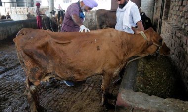चार साल बाद देश में फिर लंपी का कहर, जंगली जानवरों तक पहुंचा प्रकोप; 28 राज्यों के लिए अलर्ट जारी