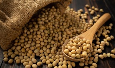 इस वर्ष भारत का सोया ऑयल उत्पादन घटकर 16 लाख टन रहने का अनुमानः USDA रिपोर्ट