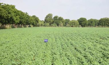बारिश की कमी में ICAR-CAZRI की मोठ किस्मों ने दिखाई सहनशीलता, रंग लाई वैज्ञानिकों की मेहनत