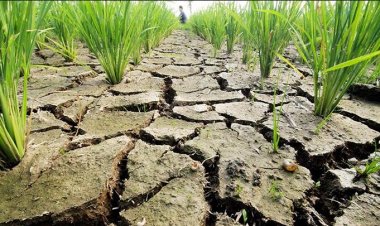 मानसून की 15 प्रतिशत कमी से देश का 50 प्रतिशत से अधिक क्षेत्र सूखे की चपेट में, खरीफ फसलों के लिए बढ़ा संकट