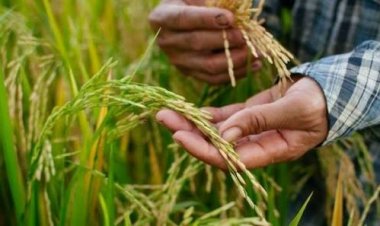 संयुक्त किसान मोर्चा ने जीन-एडिटेड चावल के बीज रिलीज करने का विरोध किया, सार्वजनिक कृषि अनुसंधान मजबूत करने की मांग