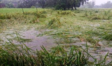 उत्तर प्रदेश में भारी बारिश से खरीफ फसलों पर मार, एक दिन में सामान्य से 25 गुना अधिक बारिश, कई जिलों में बाढ़ के हालात