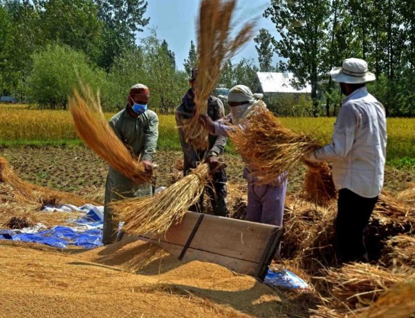 भारत में हर साल 50 करोड़ टन से अधिक फसल अवशेष, लेकिन पशु आहार में इस्तेमाल के लिए बड़ा हिस्सा अब भी अप्रयुक्त