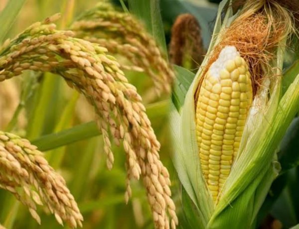 USDA ने भारत के मक्का और चावल उत्पादन अनुमान में की कटौती, कमजोर मानसून से फसलों पर दबाव