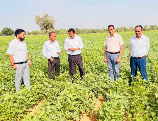बारिश की कमी में ICAR-CAZRI की मोठ किस्मों ने दिखाई सहनशीलता, रंग लाई वैज्ञानिकों की मेहनत