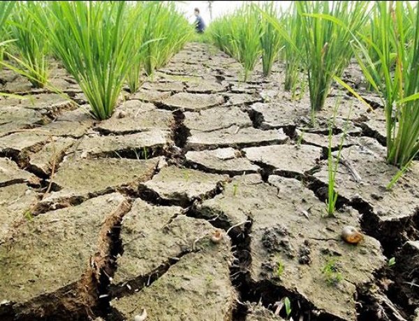 मानसून की 15 प्रतिशत कमी से देश का 50 प्रतिशत से अधिक क्षेत्र सूखे की चपेट में, खरीफ फसलों के लिए बढ़ा संकट