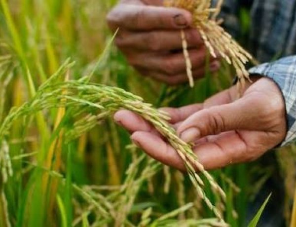 संयुक्त किसान मोर्चा ने जीन-एडिटेड चावल के बीज रिलीज करने का विरोध किया, सार्वजनिक कृषि अनुसंधान मजबूत करने की मांग