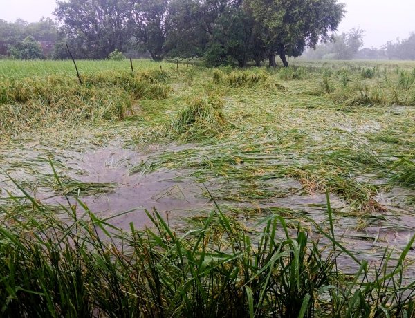 उत्तर प्रदेश में भारी बारिश से खरीफ फसलों पर मार, एक दिन में सामान्य से 25 गुना अधिक बारिश, कई जिलों में बाढ़ के हालात