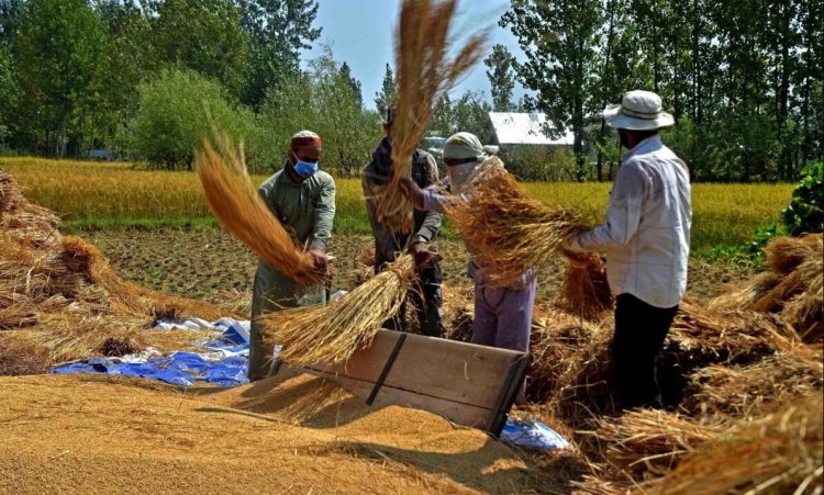 भारत में हर साल 50 करोड़ टन से अधिक फसल अवशेष, लेकिन पशु आहार में इस्तेमाल के लिए बड़ा हिस्सा अब भी अप्रयुक्त