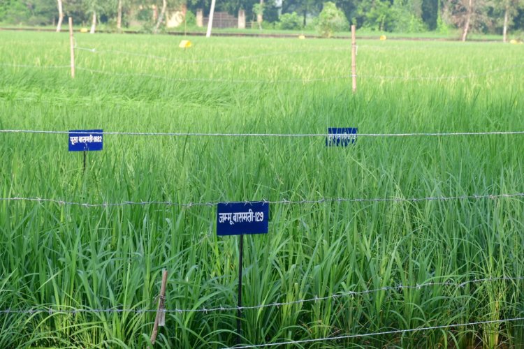 पीलीभीत स्थित राजकीय कृषि बीज संवर्धन प्रक्षेत्र, टांडा विजेसी का निरीक्षण कर धान की विभिन्न उन्नत प्रजातियों का अवलोकन किया। कृषि विभाग, उत्तर प्रदेश के अधीन 7 एकड़ में विस्तृत यह प्रक्षेत्र कृषि और प्रसंस्कृत खाद्य उत्पाद निर्यात विकास प्राधिकरण