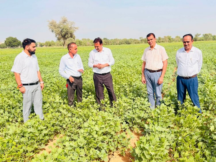 बारिश की कमी में ICAR-CAZRI की मोठ किस्मों ने दिखाई सहनशीलता, रंग लाई वैज्ञानिकों की मेहनत