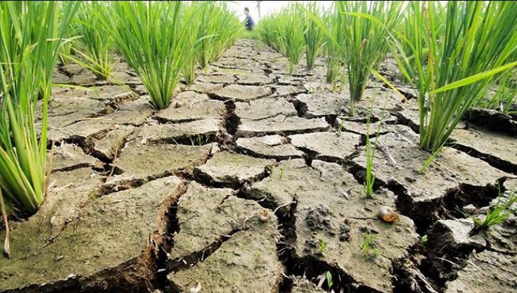 मानसून की 15 प्रतिशत कमी से देश का 50 प्रतिशत से अधिक क्षेत्र सूखे की चपेट में, खरीफ फसलों के लिए बढ़ा संकट