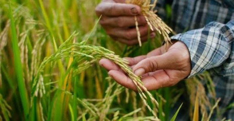 संयुक्त किसान मोर्चा ने जीन-एडिटेड चावल के बीज रिलीज करने का विरोध किया, सार्वजनिक कृषि अनुसंधान मजबूत करने की मांग