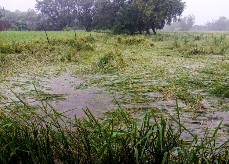 उत्तर प्रदेश में भारी बारिश से खरीफ फसलों पर मार, एक दिन में सामान्य से 25 गुना अधिक बारिश, कई जिलों में बाढ़ के हालात
