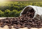 विंग्स्योर ने कॉफी सेक्टर के लिए कृषि डेटा को इंटेलिजेंस में बदलने वाला COFFEA प्लेटफॉर्म लॉन्च किया