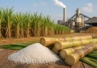 USDA ने भारत के चीनी उत्पादन का अनुमान 14% घटाया, कमजोर मानसून और जलभराव से फसल प्रभावित