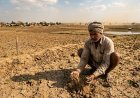 कम बारिश से मध्य प्रदेश में गेहूं की बुवाई में देरी, चना और सरसों के भी प्रभावित होने की आशंका