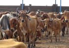उत्तर प्रदेश लाइवस्टॉक मिशन को मंजूरी, प्रति गाय 40 हजार रुपये का अनुदान, बीमा प्रीमियम का 85% भी राज्य सरकार देगी