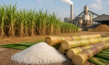 USDA ने भारत के चीनी उत्पादन का अनुमान 14% घटाया, कमजोर मानसून और जलभराव से फसल प्रभावित