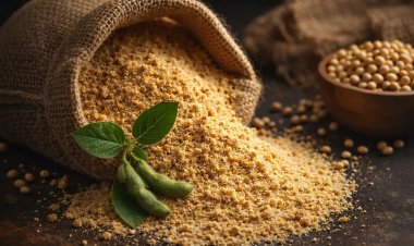 जुलाई में भारत का ऑयल मील निर्यात 65 प्रतिशत गिरा, सोयामील निर्यात में 90% गिरावट