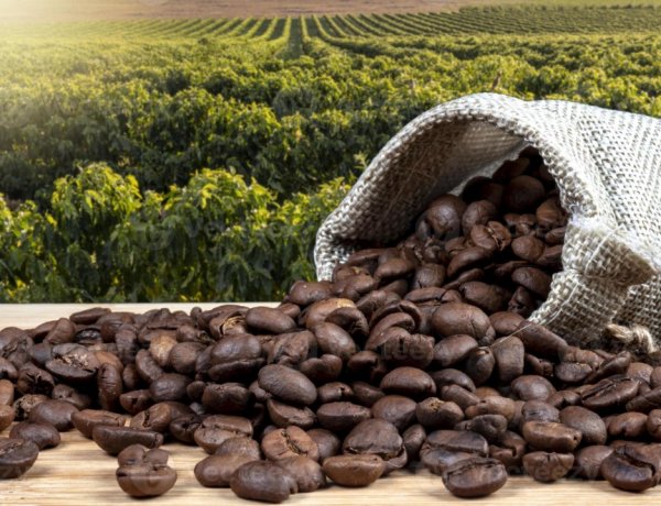 विंग्स्योर ने कॉफी सेक्टर के लिए कृषि डेटा को इंटेलिजेंस में बदलने वाला COFFEA प्लेटफॉर्म लॉन्च किया